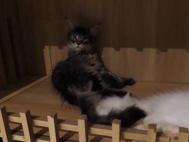Black Purebreed Mainecoon Kitten
