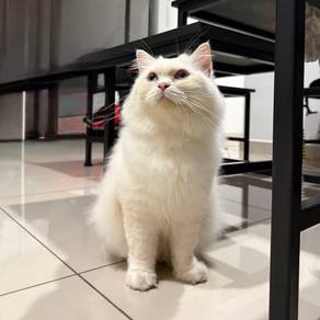 Traditional Ragdoll Cat For Sale