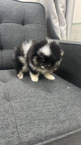 Pure Breed Pomeranian Black Merle (F) 