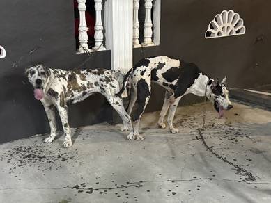 Great Dane