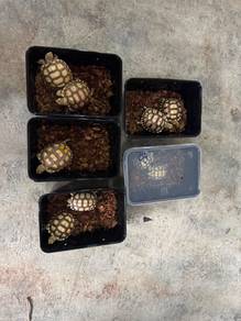 sulcata tortoise