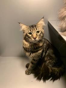 Mainecoon Male
