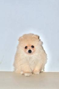 H44 Sweet Pomeranian Dog
