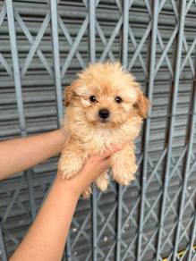 pom mix poodle