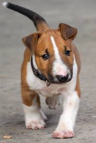 BULL TERRIER PUPPIES BT131 🐻 Boy