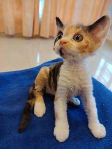 Devon Rex "Little Toffee" 