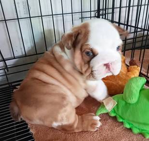 ENGLISH BULLDOG PUPPIES EB424🐻 BullDog Available