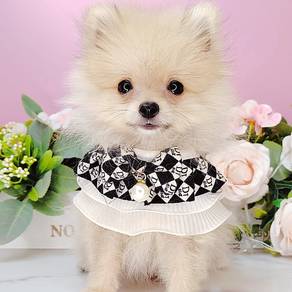 Pomeranian