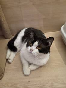 British short hair bicolor cat available 