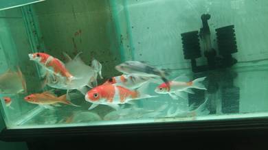 ikan murah ii