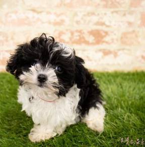 Maltipoo