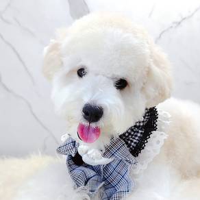 Maltipoo
