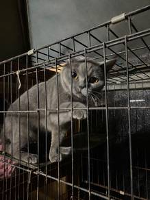 Kucing BSH