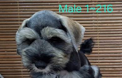 Mini Schnauzer 216