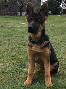 HKK9003 7 months old German Shepherd