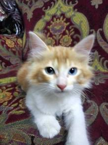 mix main coon