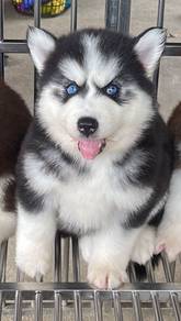 SIBERIAN HUSK PUPPIES 🌻 Boy~Girl VIP06