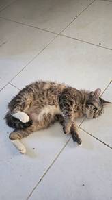 urgen kucing free