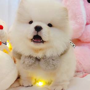 Chow Chow