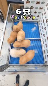 Toy Poodle KL Puchong Pet Shop can visit first Puc