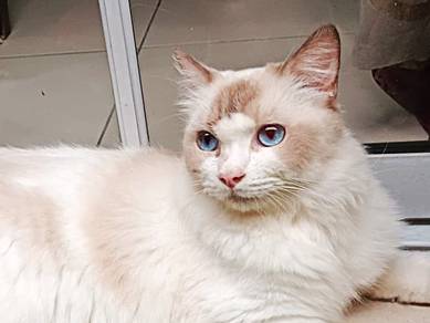 Ragdoll Cat Seal Bicolor Male - Certified