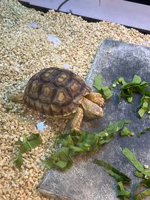 Sulcata Tortoises 4 Inch