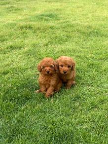 Toy poodle puppy
