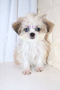 J0173 Shih Tzu Fluffy Cute Baby Face Puppy