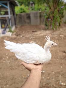 Burung Merak 