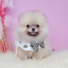Pomeranian