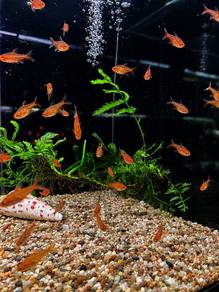 Ember Tetra
