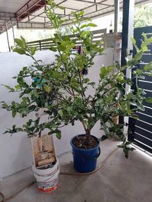 pokok limau purut 