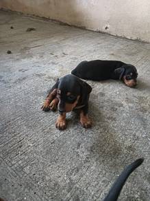 Dachshund Puppy , RM1500