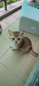 2 Male Britih Short Hair For Sale.