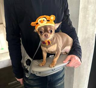 Chihuahua