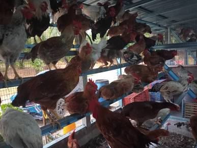 ayam kampung asli