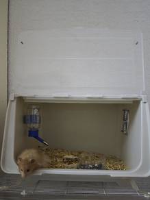 Big bon hamster 