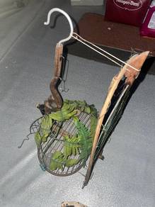 jebak merbok