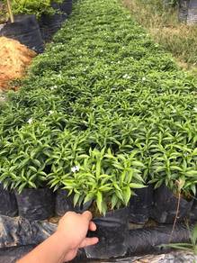 Ervatamia Dwarf / Tabernaemontana Divaricata Dwarf