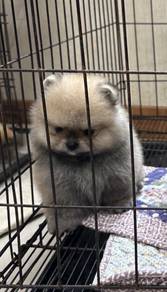 POMERANIAN PUPPIES A213 🌻 Sort of shine Boy~Girl