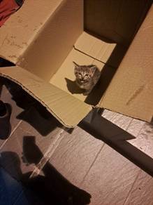 Kitten for Free Adoption