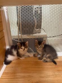 Maine Coon + BSH mix kittens