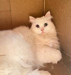 Turkish Angora Cat 🐾