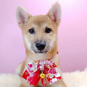 Shiba