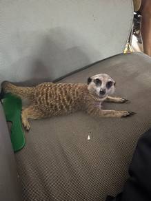 Meerkat