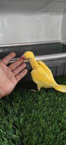 parrot ring neck burung