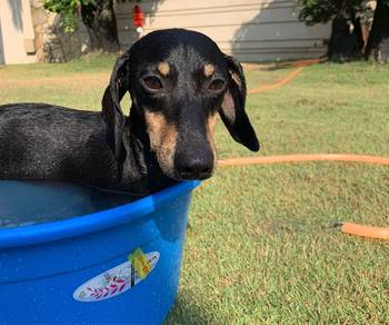 Dachshund for Adoption