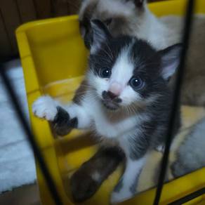 Kucing comel untuk dilepaskan