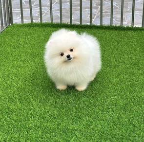 POMERANIAN PUPPIES A219🌻 Fluffy Small ~Boy Girl