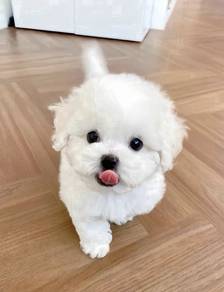 s_BB5001 tiny Bichon Frise puppies